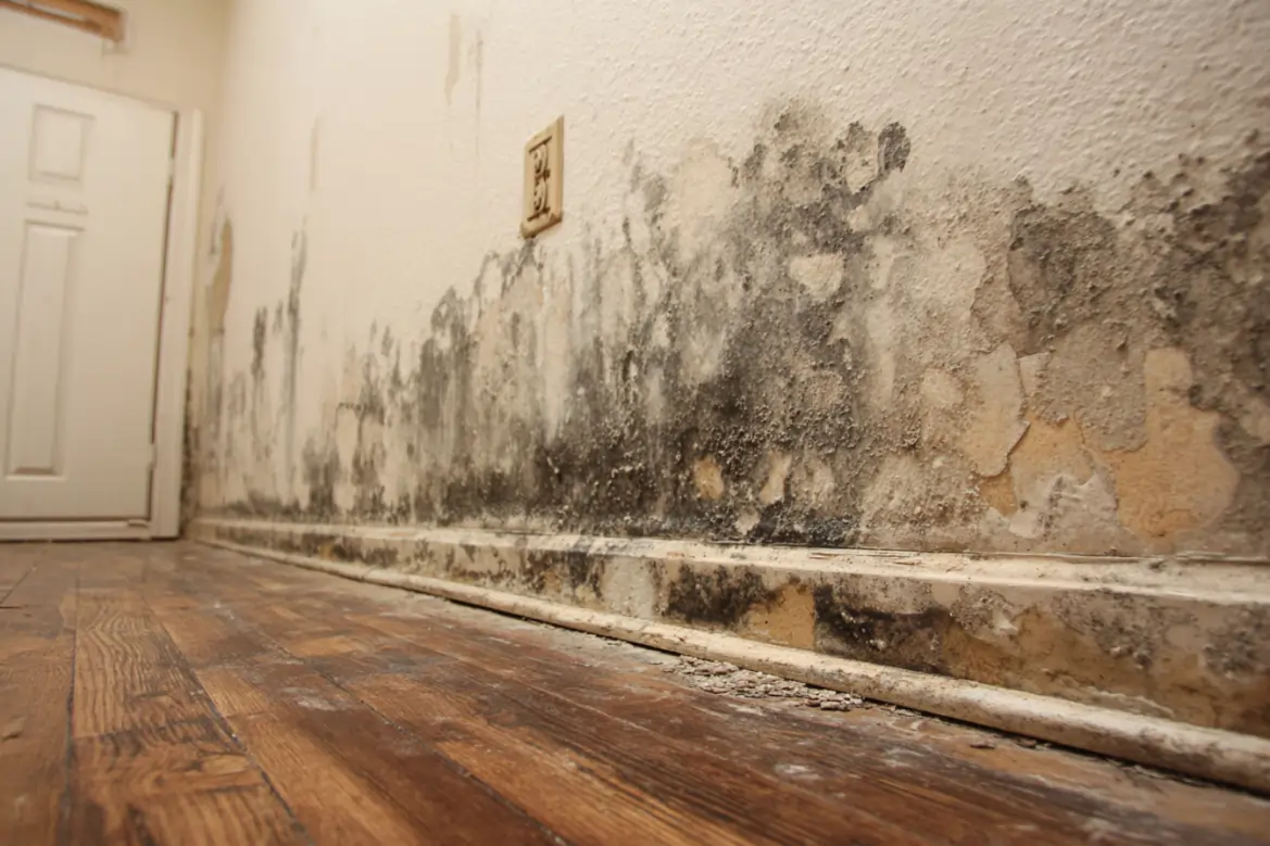 Riviera Beach mold removal